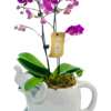 A white ceramic elephant-shaped pot holding a Phalaenopsis orchid. Two tall stems display clusters of vibrant magenta blooms and unopened buds. Broad green leaves rest atop a bed of moss, contrasting with the elephant’s glossy finish. A small care tag dangles from a stem.
