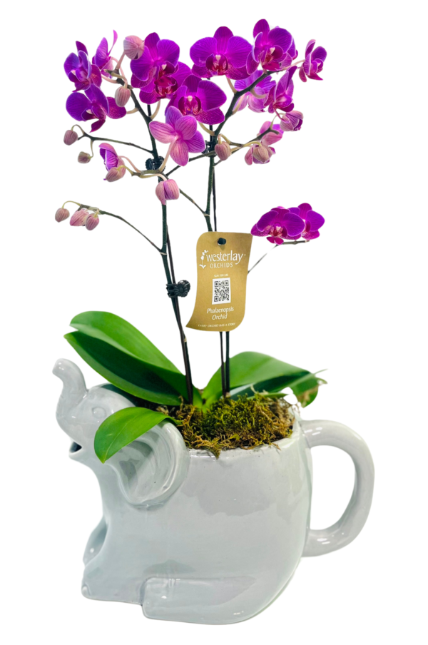 A white ceramic elephant-shaped pot holding a Phalaenopsis orchid. Two tall stems display clusters of vibrant magenta blooms and unopened buds. Broad green leaves rest atop a bed of moss, contrasting with the elephant’s glossy finish. A small care tag dangles from a stem.
