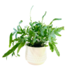 A lush green fern with deeply lobed fronds spilling over a white ceramic pot embossed with a subtle geometric triangle pattern. The vibrant foliage fans outward in an organic, asymmetrical display.