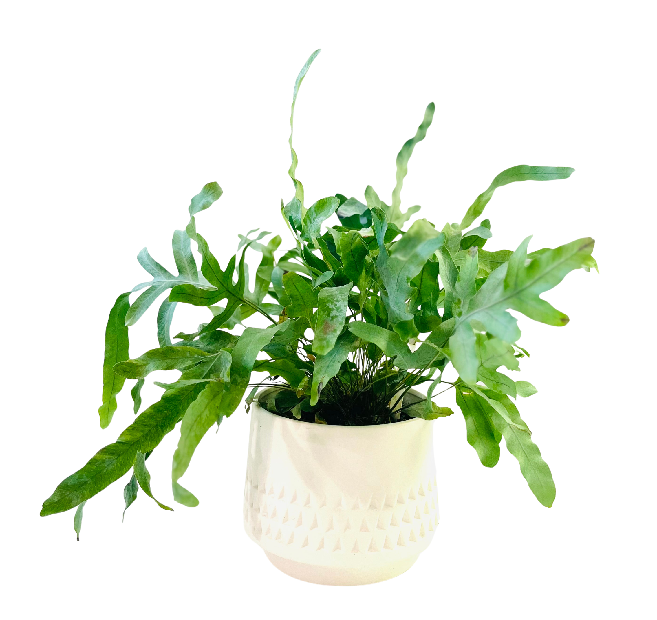 A lush green fern with deeply lobed fronds spilling over a white ceramic pot embossed with a subtle geometric triangle pattern. The vibrant foliage fans outward in an organic, asymmetrical display.