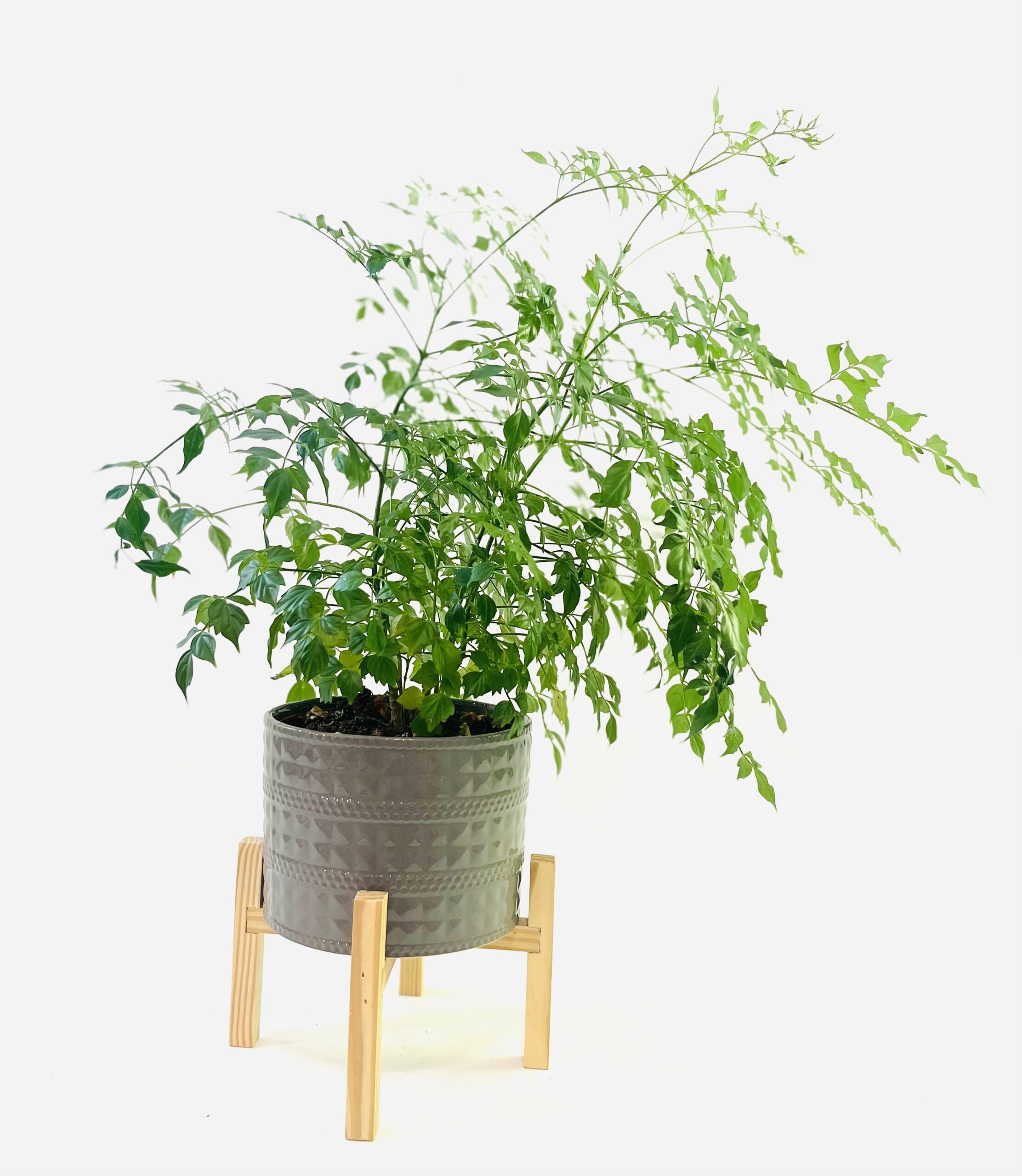 Maidenhair Fern