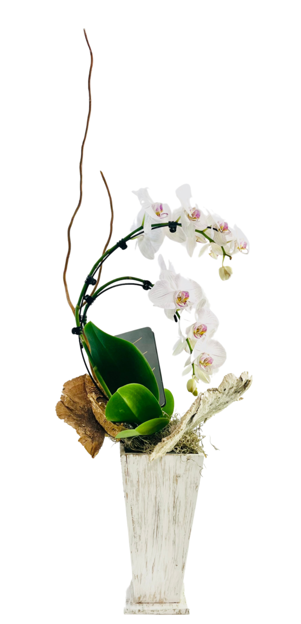 A tall, distressed white wooden vase holds a single Phalaenopsis orchid. Two arching stems bear clusters of white blooms with pale pink centers. Broad green orchid leaves sit atop a bed of moss and bark. Two slender, curly twigs extend upward behind the flowers, adding height and contrast.
